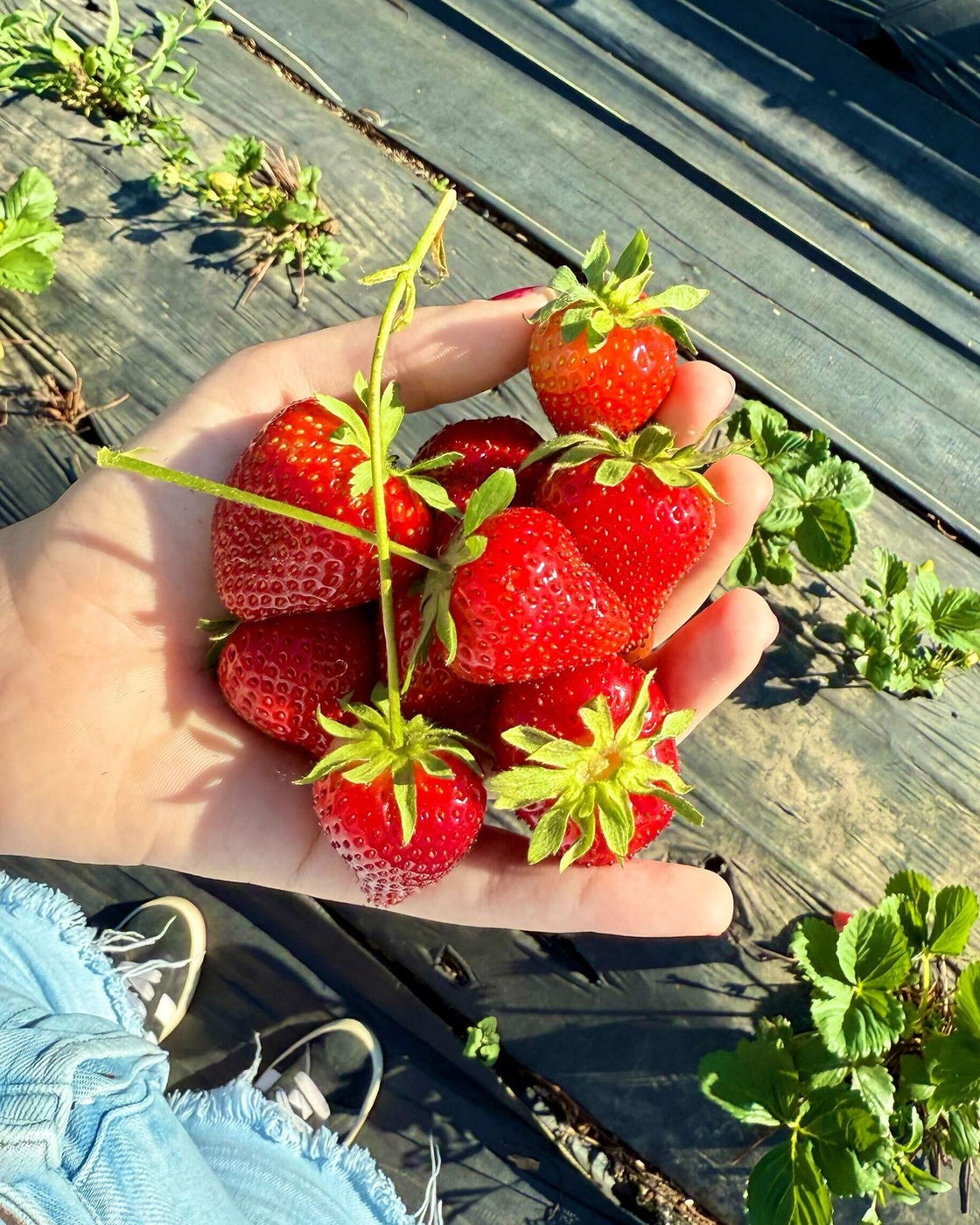 Fresh strawberries grown at Nelson Produce Farm