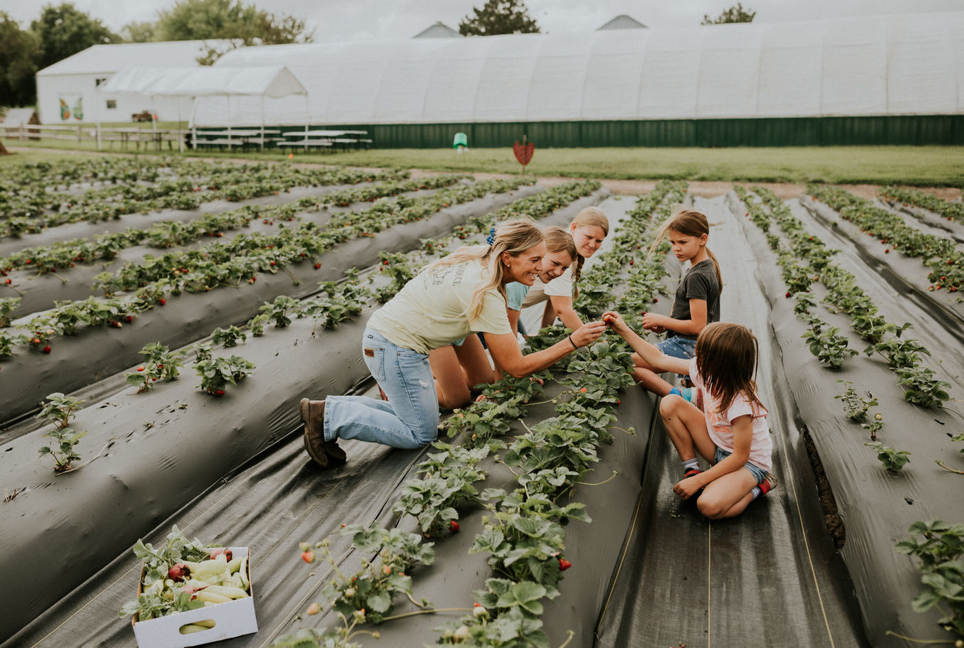 Picking strawberries in the field