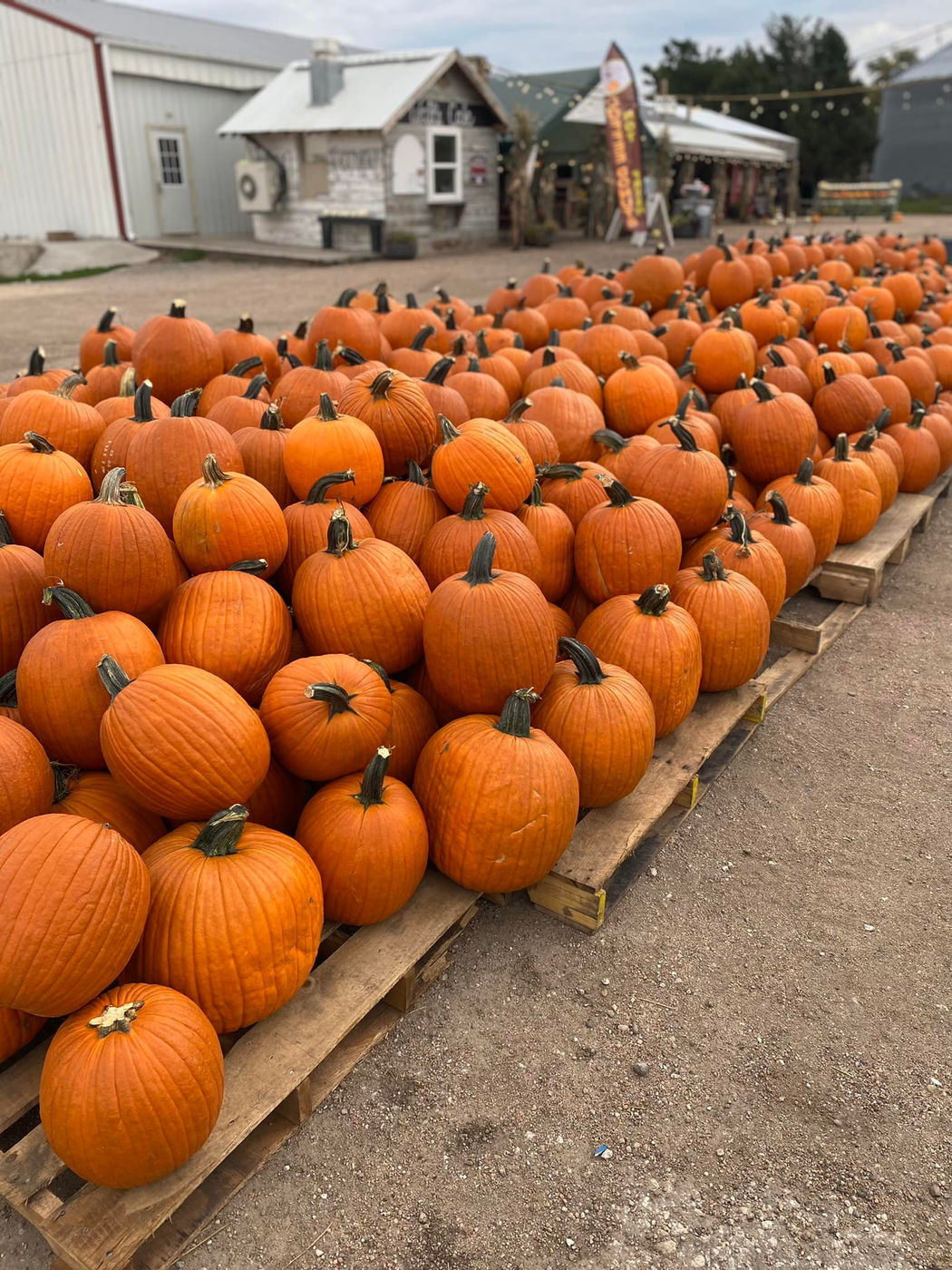 Fall Festival & U-Pick