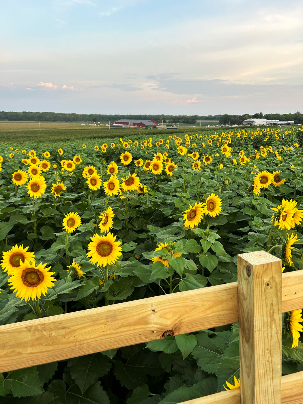 Sunflower Festival at the farm